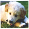 8120-163 Micro Design, 062-Hund
