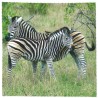 8120-163 Micro Design, 086-Zebra (2)