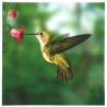 8120-163 Micro Design, 115-Kolibri